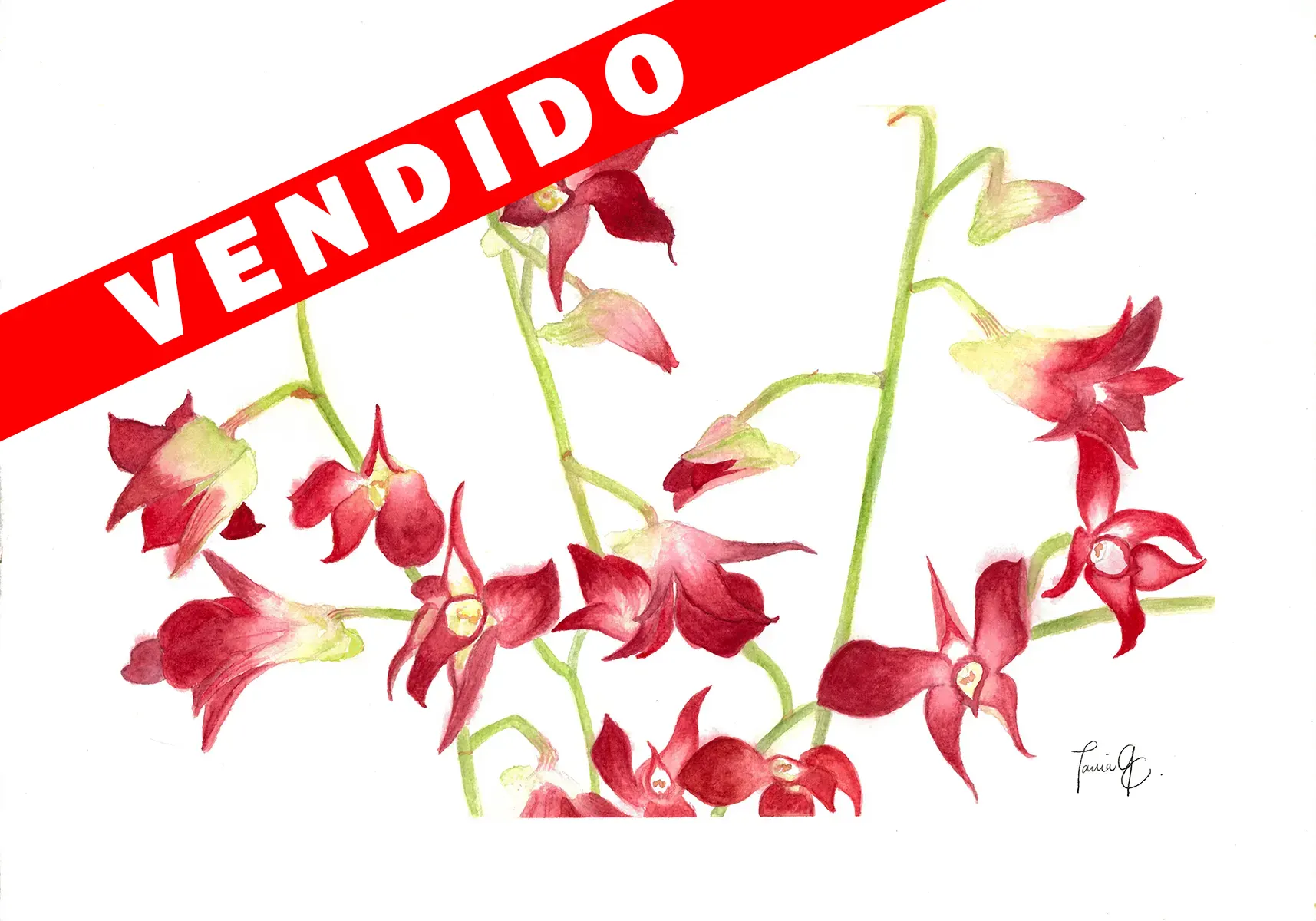 Orquídeas para mi cumpleaños