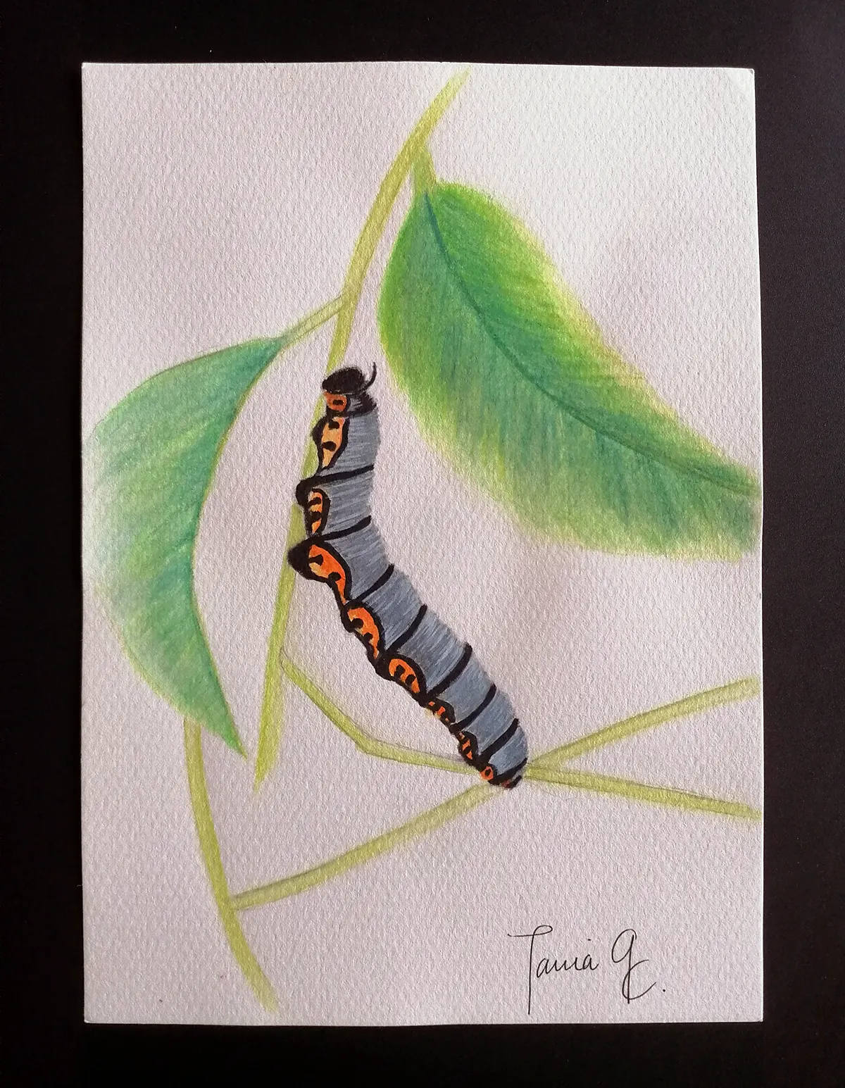 Oruga 1