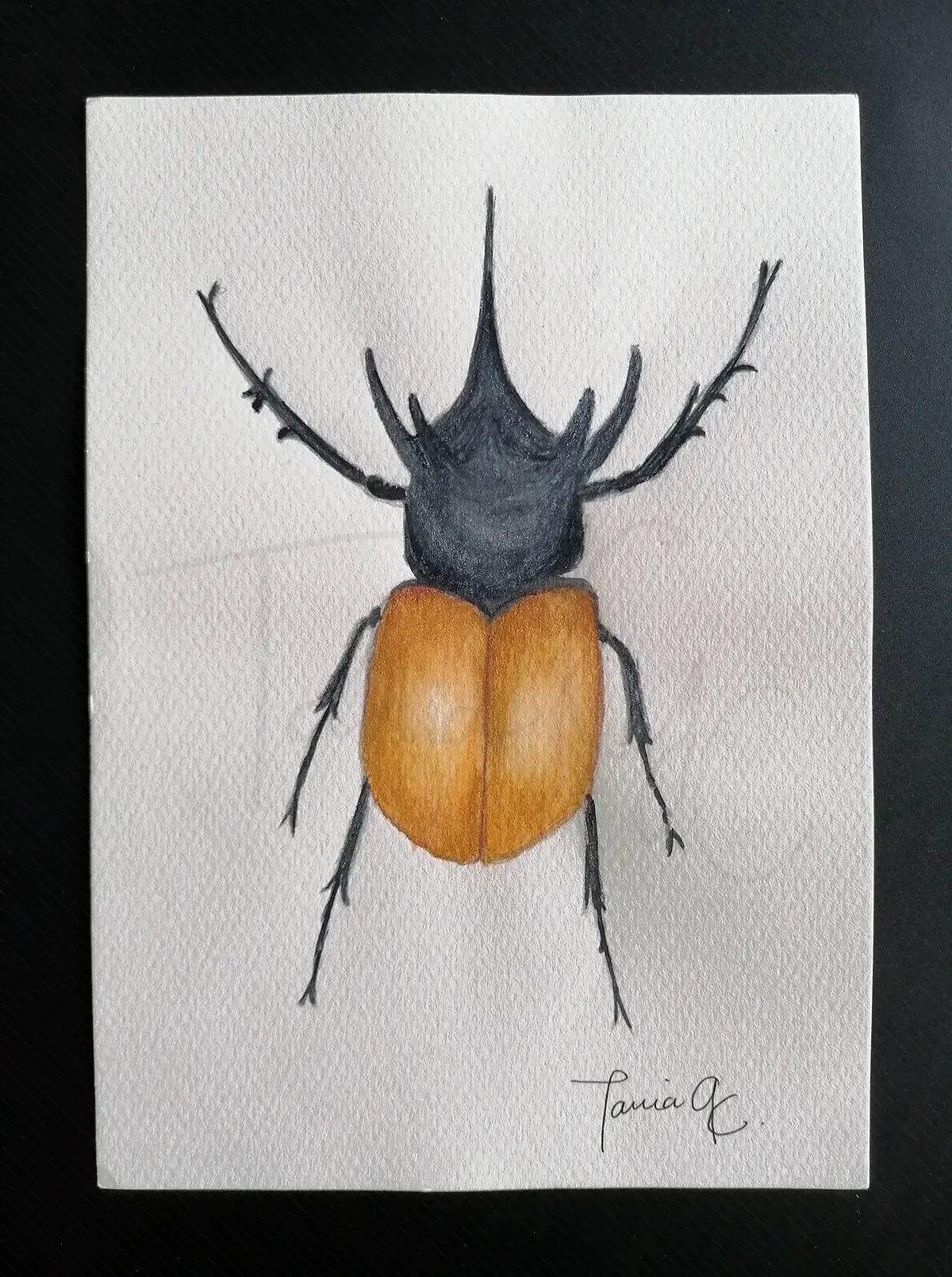 Escarabajo