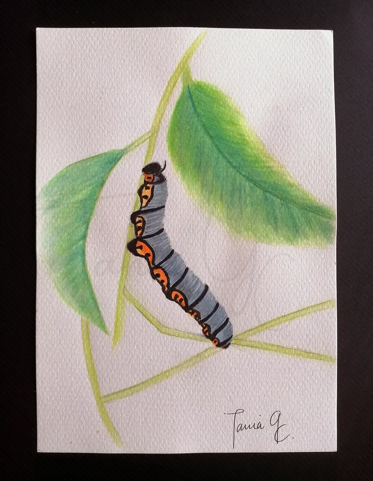 Oruga
