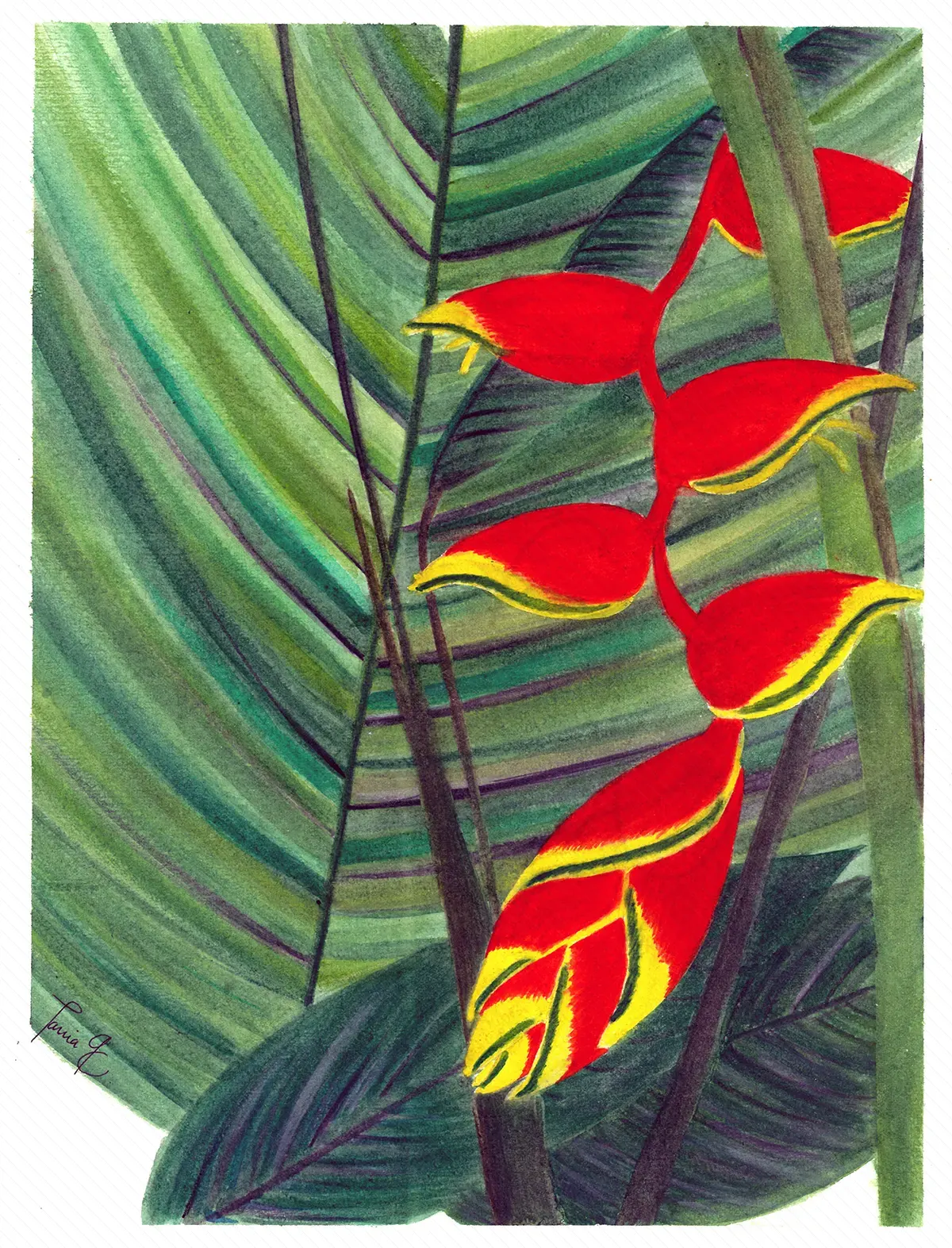 Heliconias en Sudamérica