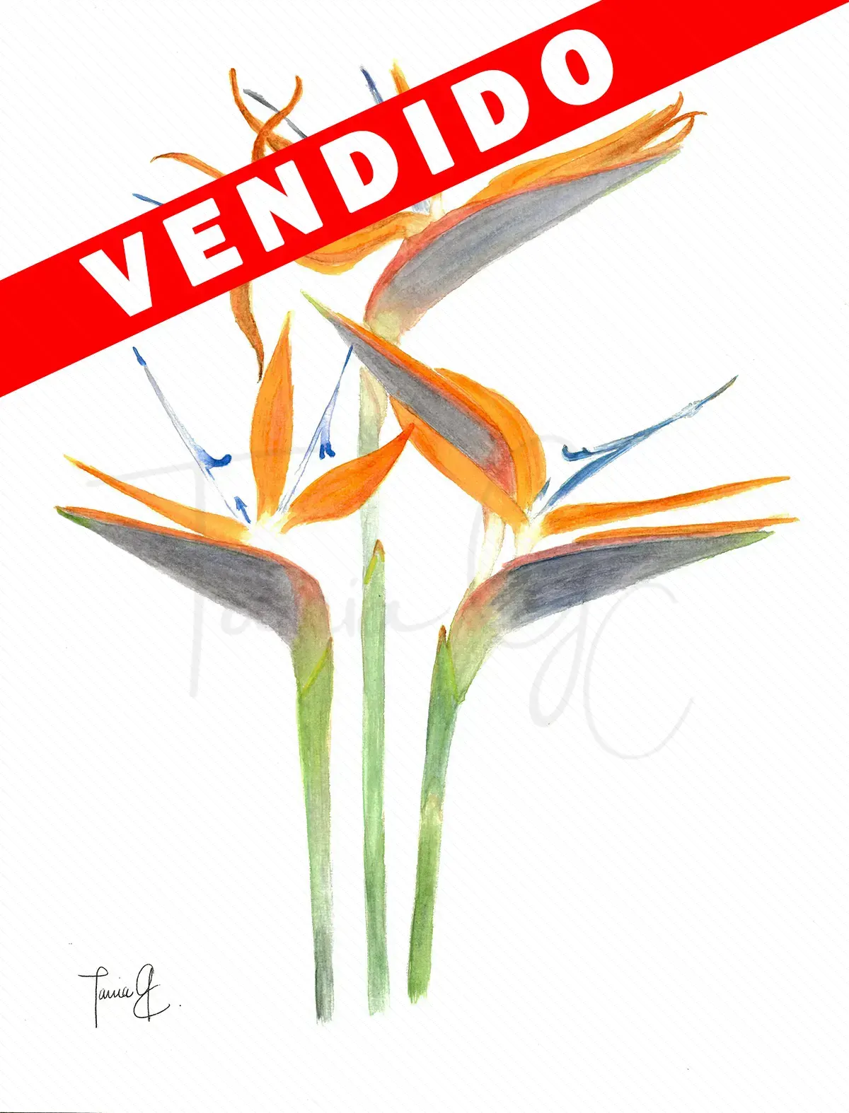E 1. Aves del Paraíso Vendido ma