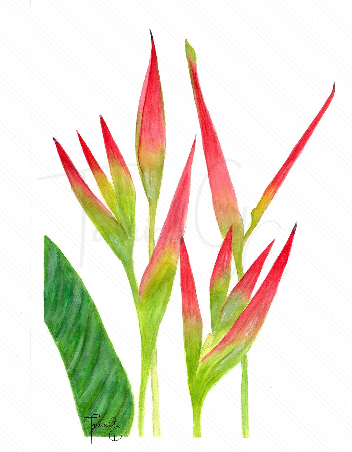 Últimas heliconias